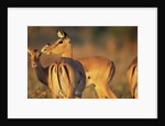 Impala Herd by Anonymous