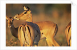 Impala Herd by Anonymous