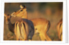Impala Herd by Anonymous