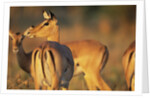 Impala Herd by Anonymous