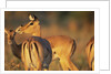 Impala Herd by Anonymous