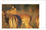 Impala Herd by Anonymous