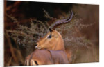Alert Male Impala by Anonymous