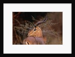 Alert Male Impala by Anonymous