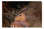 Alert Male Impala by Anonymous