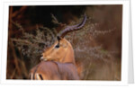 Alert Male Impala by Anonymous