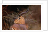 Alert Male Impala by Anonymous