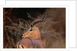 Alert Male Impala by Anonymous