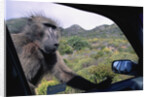 Curious Savannah Baboon by Anonymous