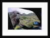 Curious Savannah Baboon by Anonymous