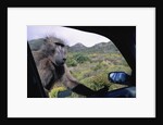 Curious Savannah Baboon by Anonymous