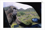 Curious Savannah Baboon by Anonymous