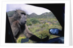Curious Savannah Baboon by Anonymous