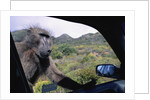Curious Savannah Baboon by Anonymous