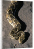 Puff Adder Snake by Anonymous