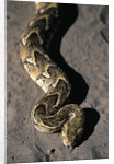 Puff Adder Snake by Anonymous