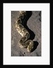 Puff Adder Snake by Anonymous