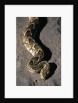 Puff Adder Snake by Anonymous