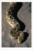 Puff Adder Snake by Anonymous
