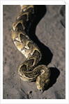 Puff Adder Snake by Anonymous
