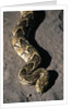 Puff Adder Snake by Anonymous
