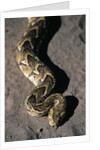 Puff Adder Snake by Anonymous