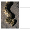 Puff Adder Snake by Anonymous