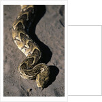 Puff Adder Snake by Anonymous