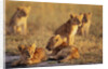Lion Cubs Resting by Anonymous