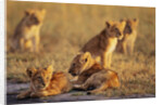 Lion Cubs Resting by Anonymous