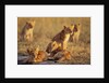 Lion Cubs Resting by Anonymous