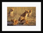 Lion Cubs Resting by Anonymous
