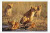 Lion Cubs Resting by Anonymous