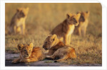 Lion Cubs Resting by Anonymous