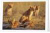 Lion Cubs Resting by Anonymous