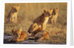 Lion Cubs Resting by Anonymous