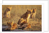 Lion Cubs Resting by Anonymous