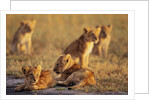 Lion Cubs Resting by Anonymous