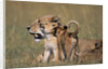 Lion Cubs Alongside Lioness by Anonymous