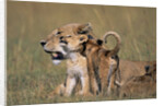 Lion Cubs Alongside Lioness by Anonymous