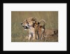 Lion Cubs Alongside Lioness by Anonymous