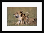 Lion Cubs Alongside Lioness by Anonymous