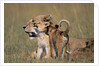 Lion Cubs Alongside Lioness by Anonymous