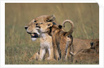 Lion Cubs Alongside Lioness by Anonymous