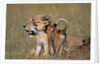 Lion Cubs Alongside Lioness by Anonymous
