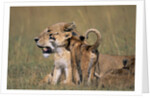 Lion Cubs Alongside Lioness by Anonymous