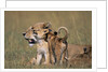Lion Cubs Alongside Lioness by Anonymous