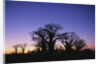 Baines Boabab Tree Silhouettes by Anonymous