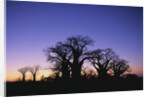 Baines Boabab Tree Silhouettes by Anonymous
