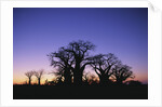 Baines Boabab Tree Silhouettes by Anonymous
